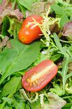 Salad leaves and tomatoes