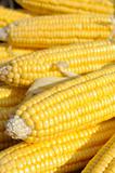Yellow corn on cob