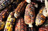 Indian corn close up