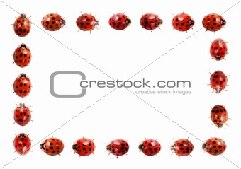 Ladybug frame