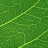vector leaves macro texture
