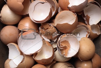 empty eggs