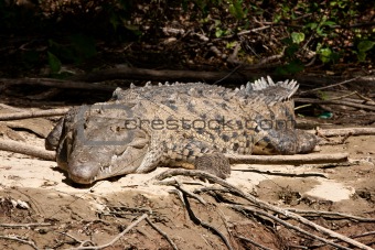 River crocodile