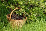 gooseberries in the basket