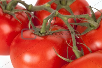 Branch of tomatoes close up