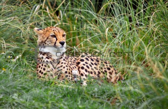 Young Cheetah
