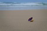 A lonely Shell on the beach.