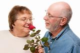 Happy Senior Couple with Red Rose Isolated on a White Background.