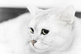 serious white cat