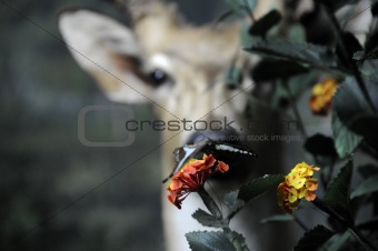 Flower, butterfly, deer