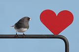 Bird With Valentine Heart