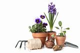 Pansies and Hyacinth With Gardening Tools