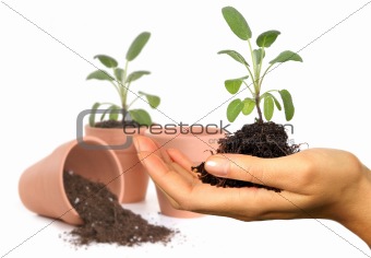 Womans Hand Holding New Springtime Seedling 