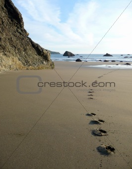Dogprints on a sandy beach