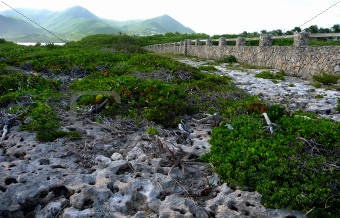 Coral and sea grape path to stone wall