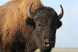Close-up buffalo
