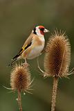 goldfinch on teasel heads