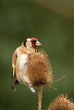 goldfinch on teasel head
