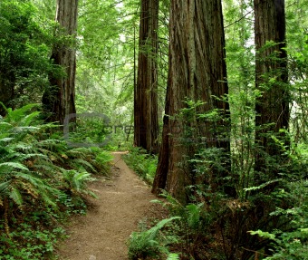 Hiking path through the redwood forest 773A
