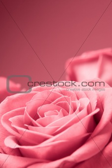 Pink roses close-up on the red background
