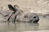 Sleeping Rhino
