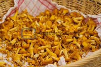 Basket of chanterelle mushroom