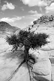 Close up on the Rocks with a Small Tree - Black and White