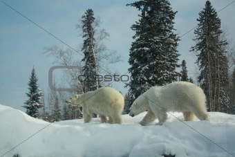 polar bears 1
