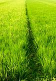Path between rice field block