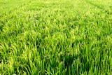 Organic rice field