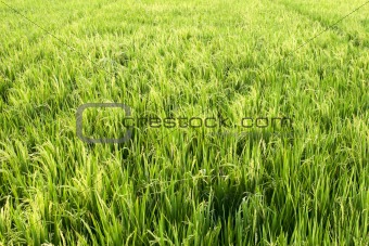 Organic rice field