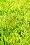 Weeds between rice plant