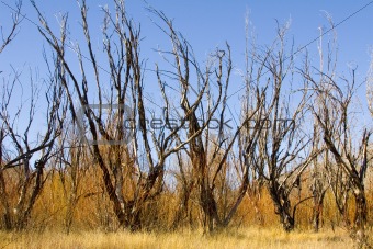 Burnt Trees II