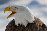 A Bald Eagle