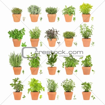 Twenty Herbs in Pots with Leaf Sprigs