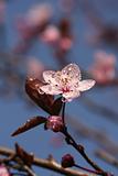Spring blossom with dew droplets