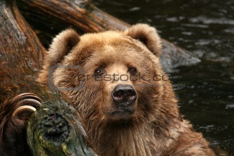 Bear looking at you