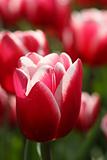 Red and white colored tulip