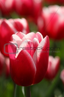 Red and white colored tulip