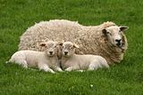 Mother sheep with two little lambs