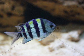 Striped fish