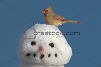 Cardinal On Snowman