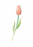isolated illustration of red tulip