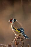 goldfinch in the evening sun