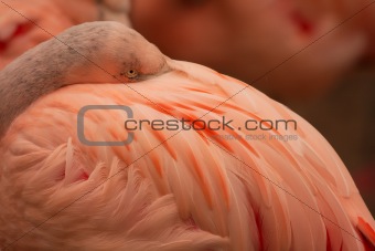 resting flamingo