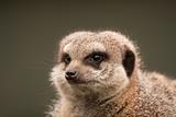 meerkat portrait