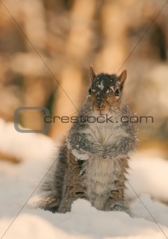 grey squirrel in the snow