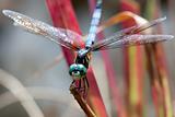 Green Eyed Blue Body Dragonfly