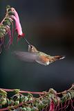 Male Rufus hummingbird ready to drink up the nectar in the Cape fuchsia.