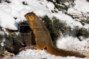 Fox Squirrel In Winter
